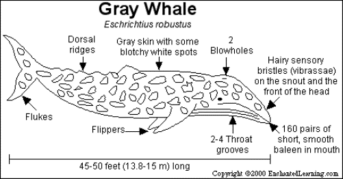 Whale Watching California 20 Special California Grey Whale Physical Description