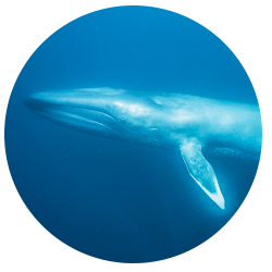 San Diego Blue Whale