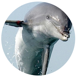 San Diego Bottlenose Dolphin