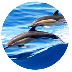 San Diego Common Dolphin