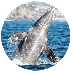 San Diego Grey Whale