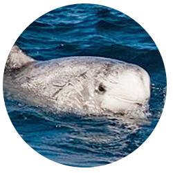 San Diego Risso Dolphin