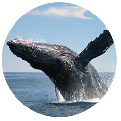 What are the names of all the types of whales?