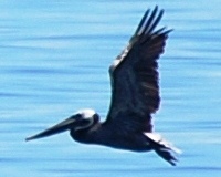 Brown pelican Watching