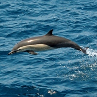 Dolphin Tour
