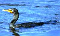 Double-crested Cormorant Watching