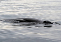 Finback Whale Watching
