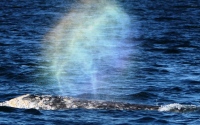Grey Whale Watching