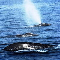 Grey Whale Watching