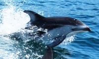 Pacific white-sided dolphin Watching