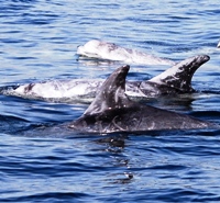 Risso Dolphin