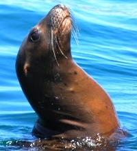 Sea lion Tours