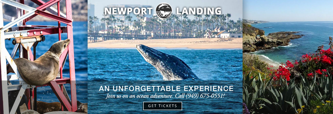 Whale Watching in Orange County, California