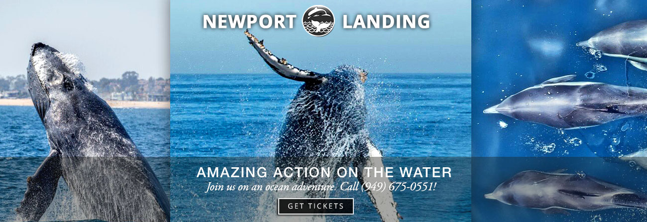 Get on a whalewatching trip from Newport Landing!