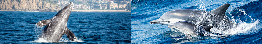 20 Whale Watching Redondo Beach Visitors Newport Landing For Instance Winter Months From December To April Are Great Redondo Beach Whale Watching Dates Try Catch Sight Of Gray Whales Making Their Way South