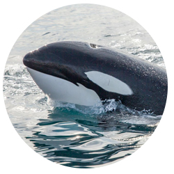 Dana Point Orca Whale