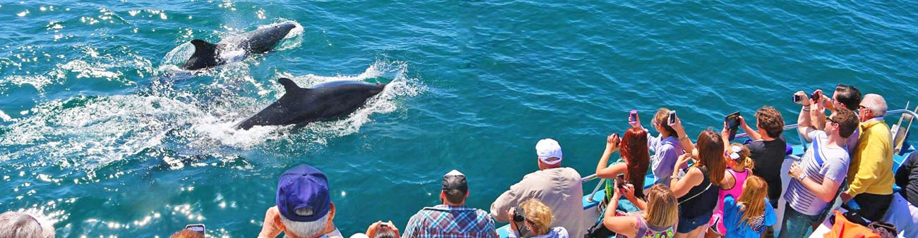 Dana Point Whale Watch