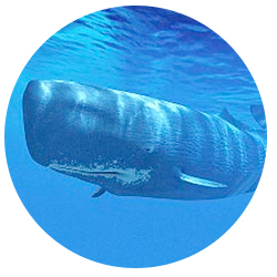 Orange County Sperm Whale