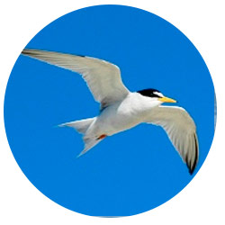 Orange County Terns